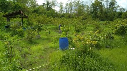 Kebun Buah di Dahromo II Menjadi Destinasi Wisata Baru di Segoroyoso